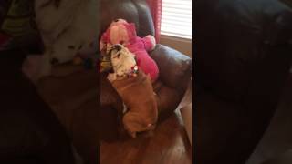 Bulldog lucha para subir sus regalos de cumpleaños a su silla