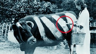 Зачем британцы красили коров в белый цвет во время второй мировой?