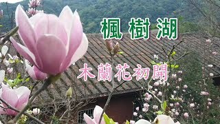 2019  淡水楓樹湖 木蘭花初開 (辛夷花、木蓮花)