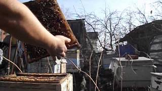 улочка 8 мм для лучшего весеннего развития пчелиной семьи - март на пасеке