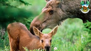 Беларусь на ладошке: Березинский заповедник