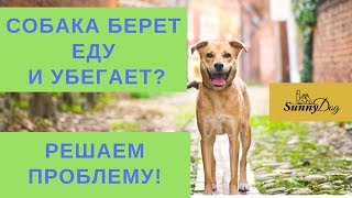 Собака берет еду и убегает?  Решаем проблему!