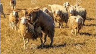 goat mating first time in my goat farm