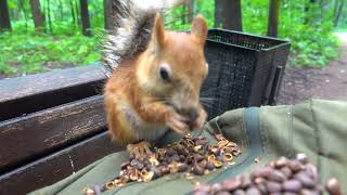 Про Копию Длинноухого и про кормушку / About a copy of the Long-eared and about the feeder