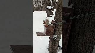 Остался только хвост / Only the tail remained