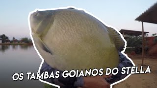 Os tambas GOIANOS do Stella!