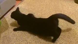 Кошка ведет себя странно