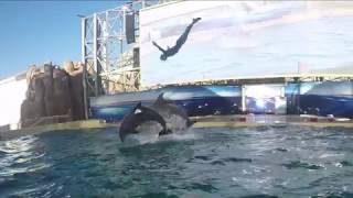 The Land of Legends - Dolphins Show by AquaDreamShow v.1
