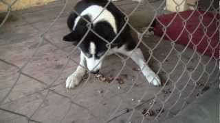 Dog - Nutcracker