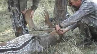 Fighting Fallow + Buck 2008