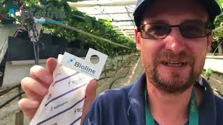 Lutter naturellement contre les Thrips avec Amblyline