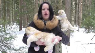 Кот Лиамант