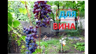 Ещё ВИНОГРАД для СТОЛОВОГО ВИНА