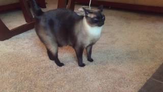 Что... опять?!... =^..^= СИАМСКИЕ КОШКИ