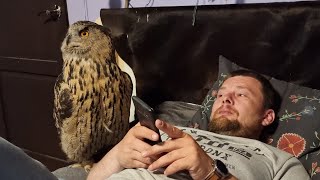 Зачем это сюда положили? У совы опять странный тюлень на поляне тюленей завёлся