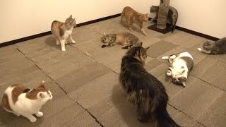 猫たちの爪とぎ部屋