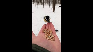 Опять кормлю синиц / Feeding the birds again