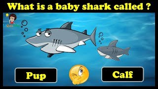 Guess the Animal Babies | GK Questions | Fun Quiz