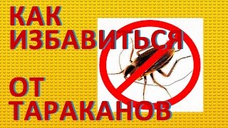 Как избавиться от тараканов.  Способы борьбы с тараканами