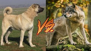Кангал против Волка! Kangal Vs Wolf