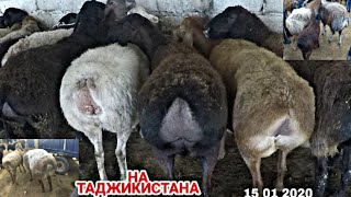 МОЛБОЗОР И ДАНГАРА Гуспанд Буз така ва бараи фурши Баранина15 01 2020 г. МОЛБОЗОРИ ХУЛБУК