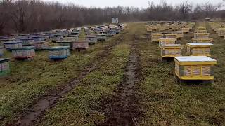 Beekeeping. Гость на пасеке.