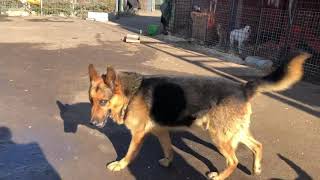 Malin - Deutscher Schäferhund in Bistrita