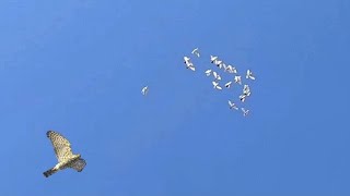 Опять тетеревятник атакуют голубей. Goshawk Attack Dove.
