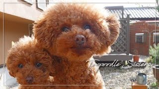 バランスばっちり,仲良し姉妹トイプードル(子犬)|Toy poodle sisters|토이 프들 자매 #Toypoodle#Dog#Cute