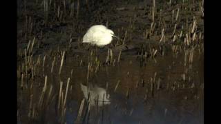 Garcetas (Egretta Garzetta)
