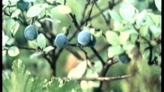 Экологические системы и их охрана