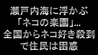 瀬戸内海に浮かぶ「ネコの楽園」…全国からネコ好き殺到で住民は困惑