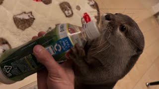 カワウソさくら ぴゅうぴゅう言いながら抱きしめるカワウソが可愛い otter hugging while cute crying