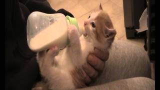 Джек. Котенок пьет молоко из бутылки