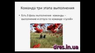 Виртуальная школа дрессировки Урок 2 (послушание)