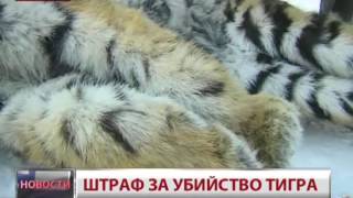 Новости. Штраф за убийство тигра