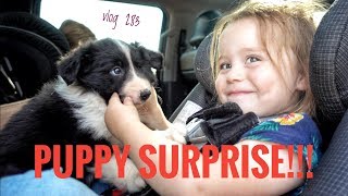 PUPPY SURPRISE vlog 283