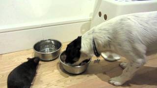 Too cute: Cheeky Pet Rat creeps up on his doggy pal and steals some dinner :)