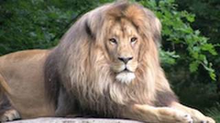 Zoo Leipzig - Africa