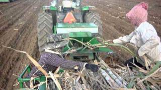 Sugarcane seed planting at Amlang Kompongspeou Cambodia-2