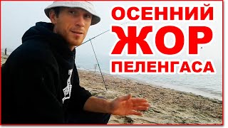 ОСЕННИЙ ЖОР ПЕЛЕНГАСА. ЛОВЛЯ ПЕЛЕНГАСА В АЗОВСКОМ МОРЕ.