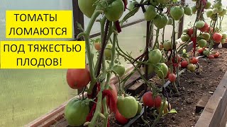 Жара! Помидоры спеют в теплице и в открытом грунте! Обзор огорода 6 июля.
