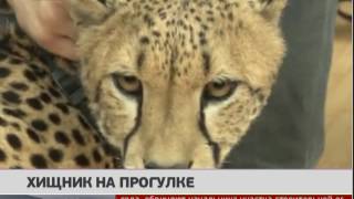 Хищник на прогулке. Новости. 22/06/2016. GuberniaTV