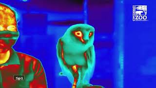 Thermal Image Videos of Animals for Research - Cincinnati Zoo