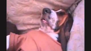 Веселые собачки Бассет-хаунд. TOP Funniest Basset Hound
