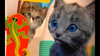 СИМУЛЯТОР Маленького КОТЕНКА #13 Игровой мультик мультяшная игра для детей КОТЯТА