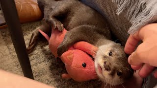ぬいぐるみが好きだったり飼い主が好きだったり忙しいカワウソ A busy otter that likes stuffed animals and its owner.