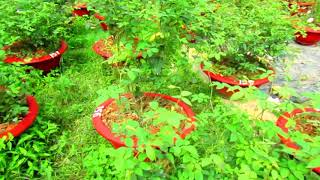 THỨ NĂM TRỰC TIẾP HOA HỒNG HÀ TRUNG = TRUNG HOA HỒNG