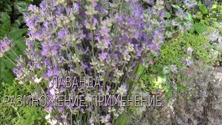 Лаванда в саду. Размножение и применение лаванды.