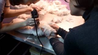 Persian cat Busja grooming. Feline hairdresser. Стрижка персидской кошки.